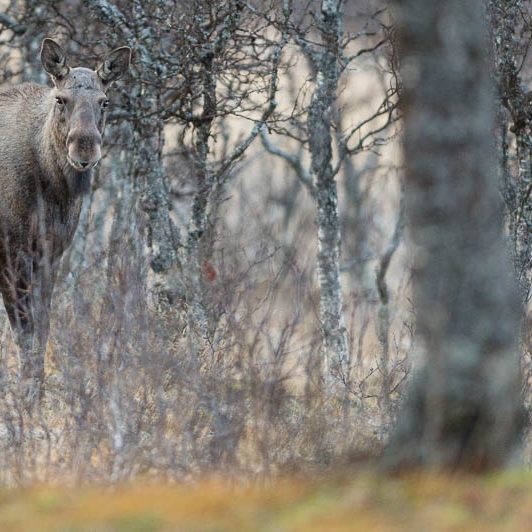 Elan Norvège - Moose Håkøya - Tromø