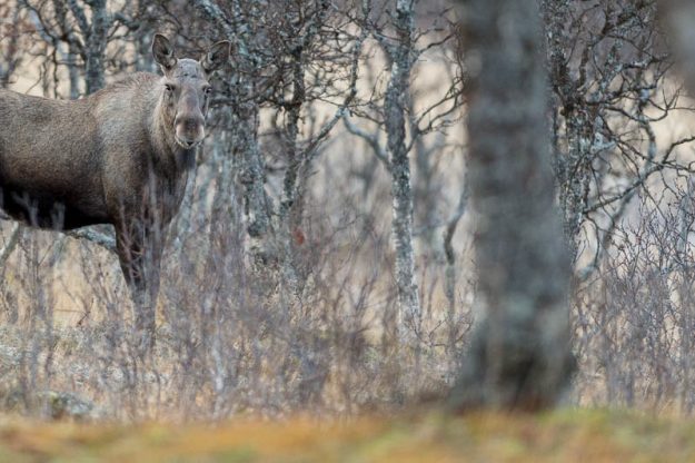 Elan Norvège - Moose Håkøya - Tromø