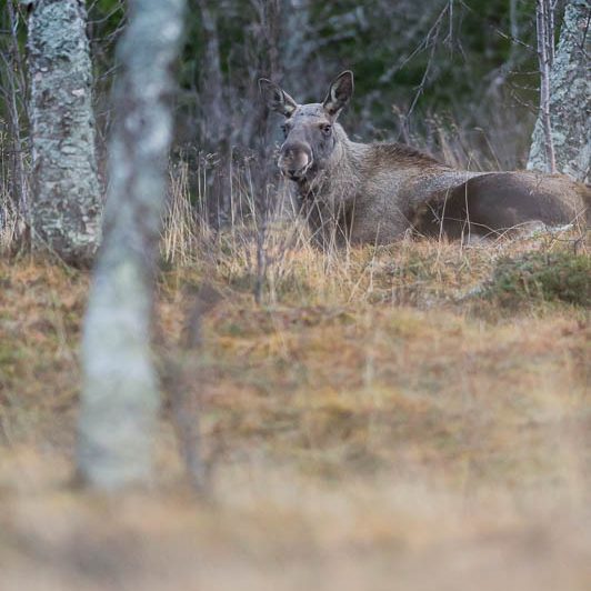 Moose Håkøya (10) Elan Norvège - Moose Håkøya - Tromø