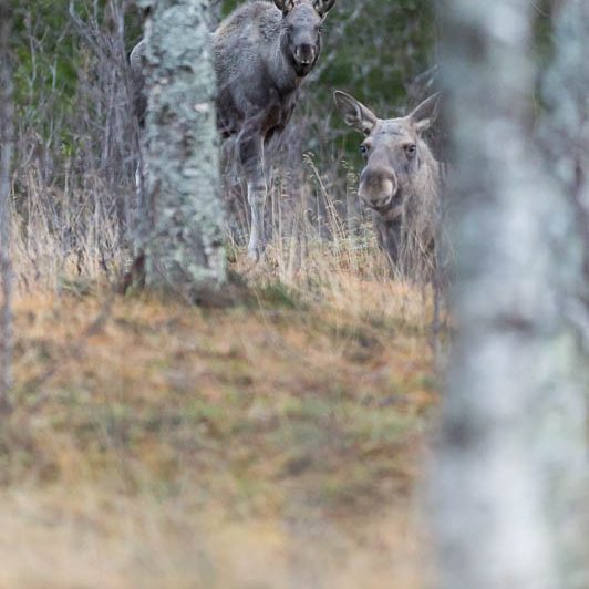 Moose Håkøya (11) Elan Norvège - Moose Håkøya - Tromø