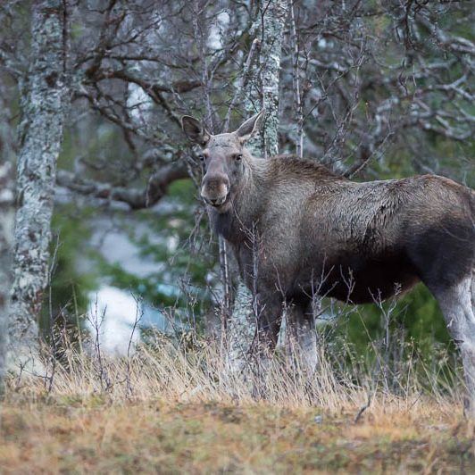 Moose Håkøya (12) Elan Norvège - Moose Håkøya - Tromø
