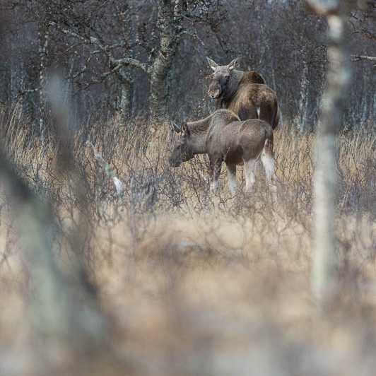 Moose Håkøya (2) Elan Norvège - Moose Håkøya - Tromø