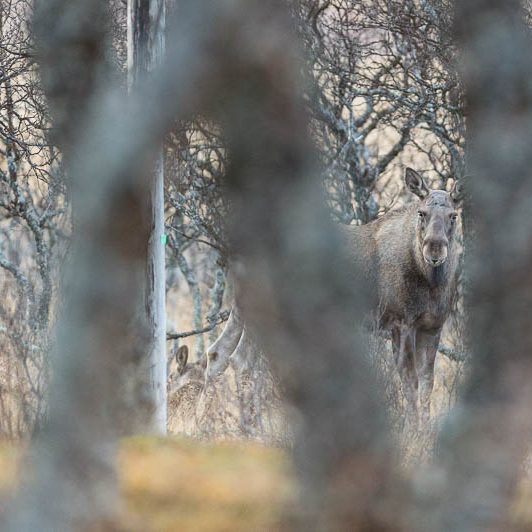 Moose Håkøya (3) Elan Norvège - Moose Håkøya - Tromø