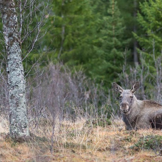 Moose Håkøya (4) Elan Norvège - Moose Håkøya - Tromø