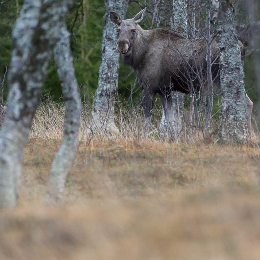 Moose Håkøya (5) Elan Norvège - Moose Håkøya - Tromø
