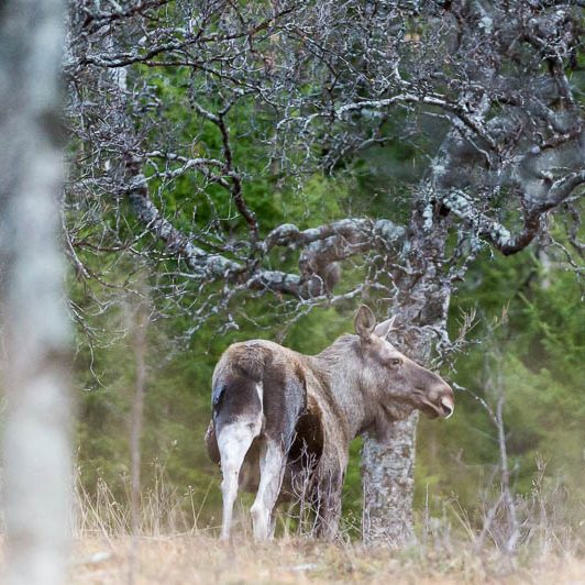 Moose Håkøya (6) Elan Norvège - Moose Håkøya - Tromø
