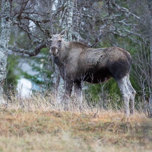 Moose Håkøya (7) Elan Norvège - Moose Håkøya - Tromø