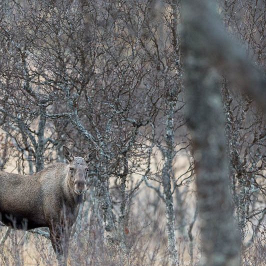 Moose Håkøya (8) Elan Norvège - Moose Håkøya - Tromø