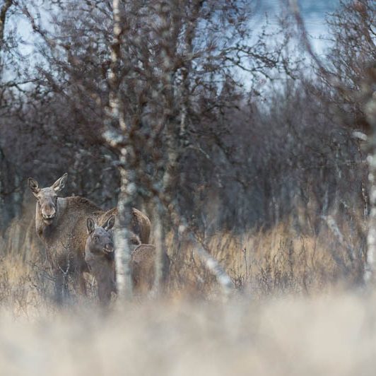 Moose Håkøya (9) Elan Norvège - Moose Håkøya - Tromø