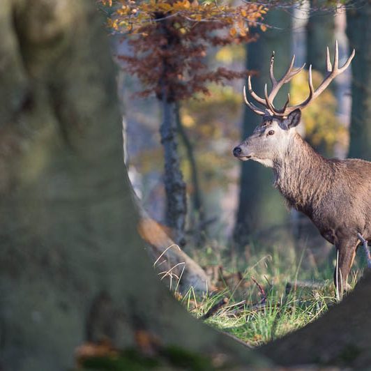 Jægerborg Dyrehave - Cervidés du Danemark - Copenhague - Cerf Elaphe