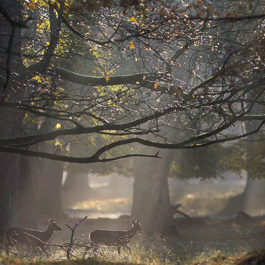 Jægerborg Dyrehave (10) Jægerborg Dyrehave - Cervidés du Danemark - Copenhague - Biche