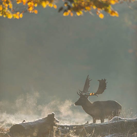 Jægerborg Dyrehave (11) Jægerborg Dyrehave - Cervidés du Danemark - Copenhague - Daim