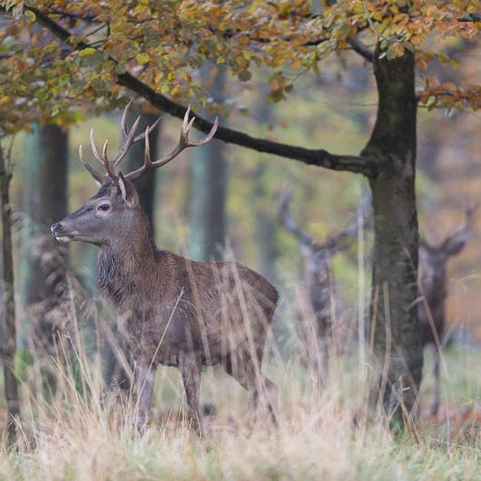 Jægerborg Dyrehave (12) Jægerborg Dyrehave - Cervidés du Danemark - Copenhague - Cerf Elaphe