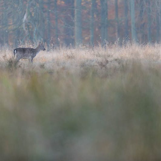 Jægerborg Dyrehave (13) Jægerborg Dyrehave - Cervidés du Danemark - Copenhague - Biche