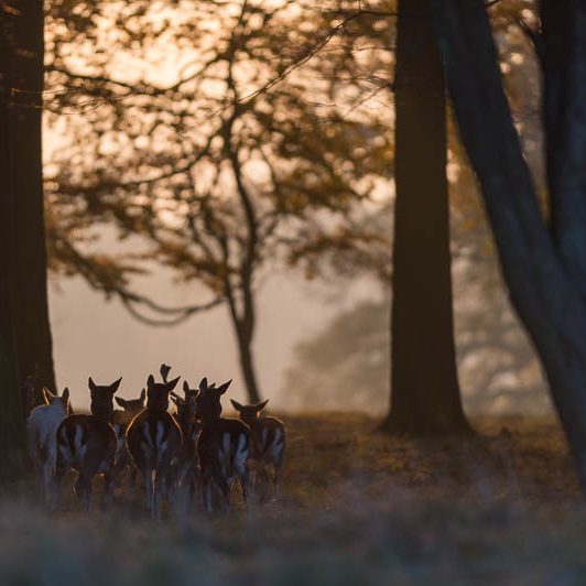Jægerborg Dyrehave (14) Jægerborg Dyrehave - Cervidés du Danemark - Copenhague - Biche