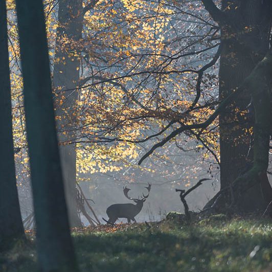 Jægerborg Dyrehave (15) Jægerborg Dyrehave - Cervidés du Danemark - Copenhague - Daim
