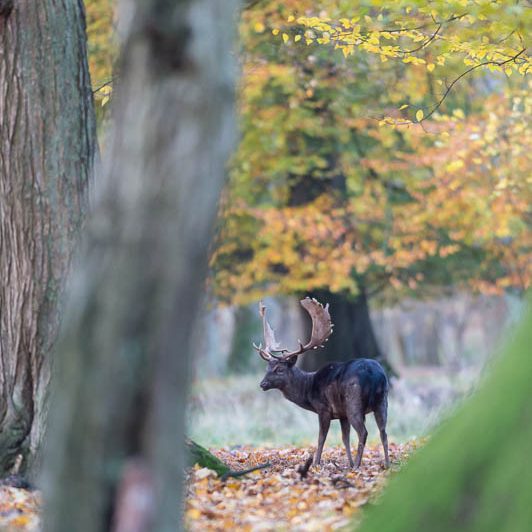 Jægerborg Dyrehave (16) Jægerborg Dyrehave - Cervidés du Danemark - Copenhague - Daim