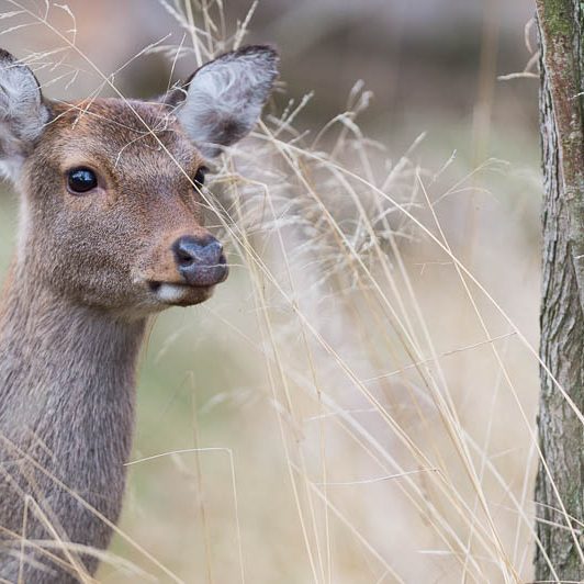 Jægerborg Dyrehave (17) Jægerborg Dyrehave - Cervidés du Danemark - Copenhague - Biche