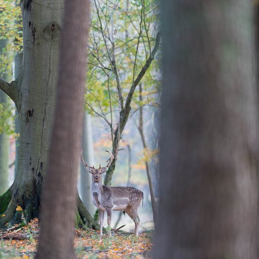 Jægerborg Dyrehave (18) Jægerborg Dyrehave - Cervidés du Danemark - Copenhague - Daim