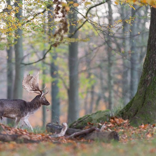 Jægerborg Dyrehave (19) Jægerborg Dyrehave - Cervidés du Danemark - Copenhague - Daim