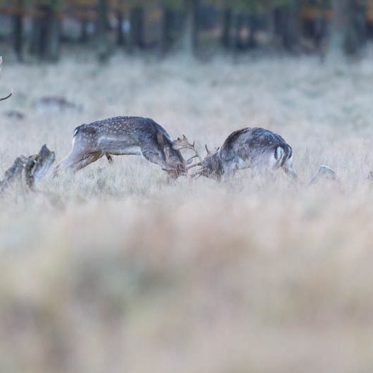 Jægerborg Dyrehave (2) Jægerborg Dyrehave - Cervidés du Danemark - Copenhague - Daim - Combat de daims - Rut
