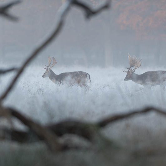 Jægerborg Dyrehave (20) Jægerborg Dyrehave - Cervidés du Danemark - Copenhague - Daim