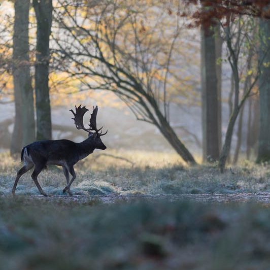 Jægerborg Dyrehave (21) Jægerborg Dyrehave - Cervidés du Danemark - Copenhague - Daim