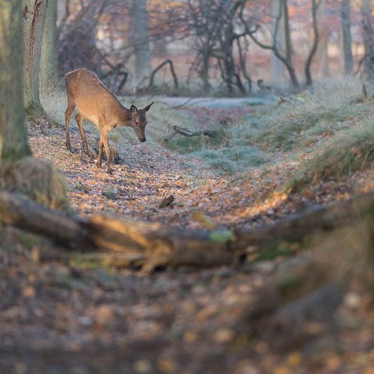 Jægerborg Dyrehave (22) Jægerborg Dyrehave - Cervidés du Danemark - Copenhague - Biche