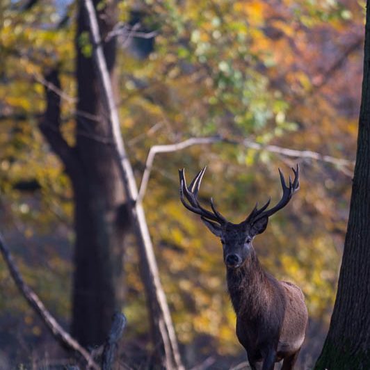 Jægerborg Dyrehave (23) Jægerborg Dyrehave - Cervidés du Danemark - Copenhague - Cerf Elaphe