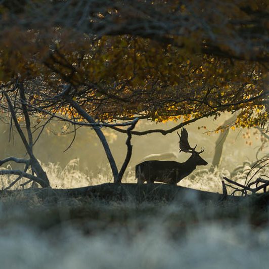 Jægerborg Dyrehave (3) Jægerborg Dyrehave - Cervidés du Danemark - Copenhague - Daim