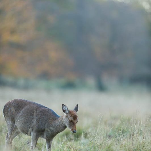Jægerborg Dyrehave (4) Jægerborg Dyrehave - Cervidés du Danemark - Copenhague - Biche