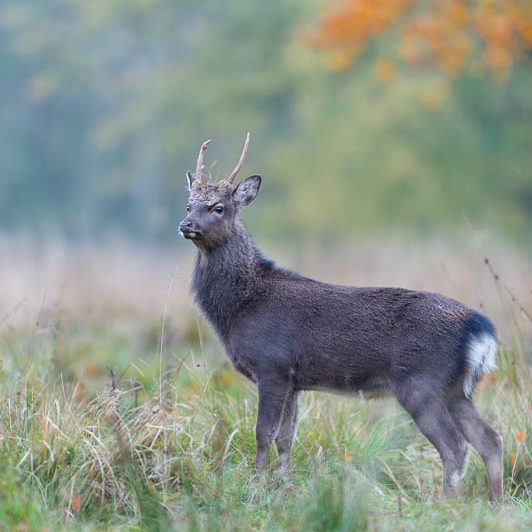 Jægerborg Dyrehave (5) Jægerborg Dyrehave - Cervidés du Danemark - Copenhague - Cerf Sika