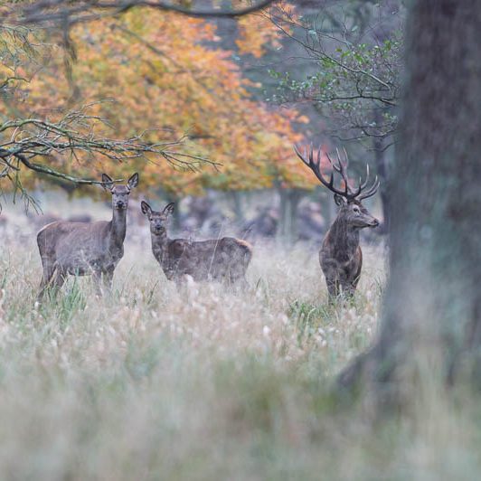 Jægerborg Dyrehave (6) Jægerborg Dyrehave - Cervidés du Danemark - Copenhague - Cerf Elaphe