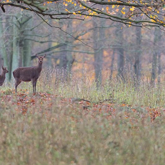 Jægerborg Dyrehave (7) Jægerborg Dyrehave - Cervidés du Danemark - Copenhague - Biche
