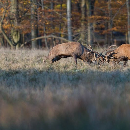 Jægerborg Dyrehave (8) Jægerborg Dyrehave - Cervidés du Danemark - Copenhague - Cerf Elaphe - Combat de cerfs - Rut