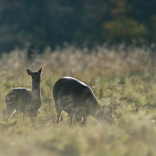 Jægerborg Dyrehave (9) Jægerborg Dyrehave - Cervidés du Danemark - Copenhague - Biche