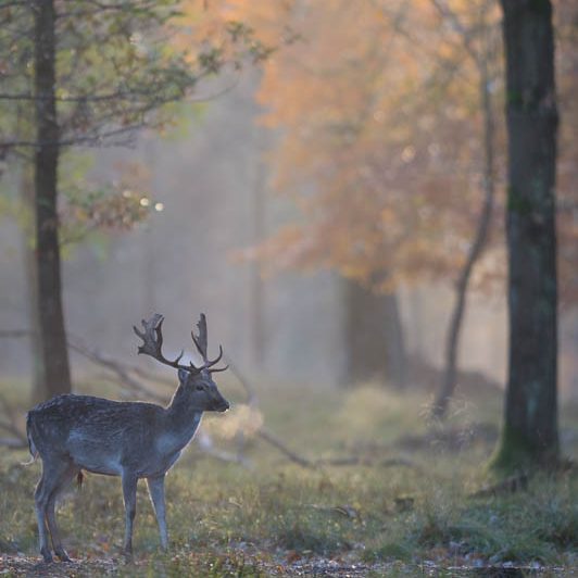Jægerborg Dyrehave II - Cervidés du Danemark - Copenhague - Daim