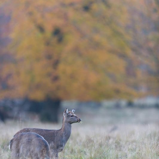 Jægerborg Dyrehave II (10) Jægerborg Dyrehave II - Cervidés du Danemark - Copenhague - Biche