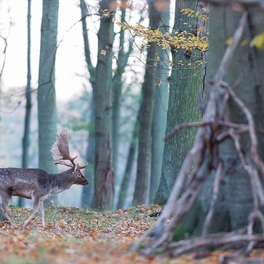 Jægerborg Dyrehave II (11) Jægerborg Dyrehave II - Cervidés du Danemark - Copenhague - Daim