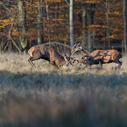Jægerborg Dyrehave II (12) Jægerborg Dyrehave II - Cervidés du Danemark - Copenhague - Cerf - Rut - Combat