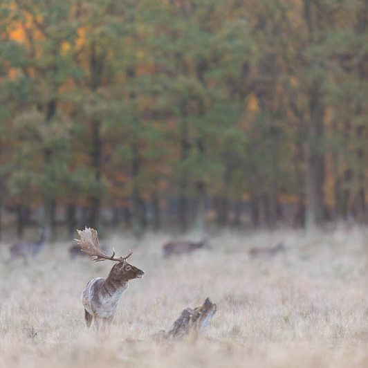 Jægerborg Dyrehave II (13) Jægerborg Dyrehave II - Cervidés du Danemark - Copenhague - Daim