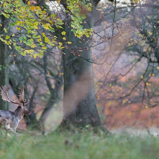 Jægerborg Dyrehave II (14) Jægerborg Dyrehave II - Cervidés du Danemark - Copenhague - Daim