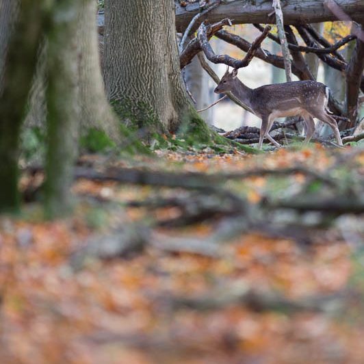 Jægerborg Dyrehave II (15) Jægerborg Dyrehave II - Cervidés du Danemark - Copenhague - Daim