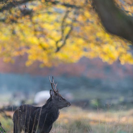 Jægerborg Dyrehave II (16) Jægerborg Dyrehave II - Cervidés du Danemark - Copenhague - Cerf Sika