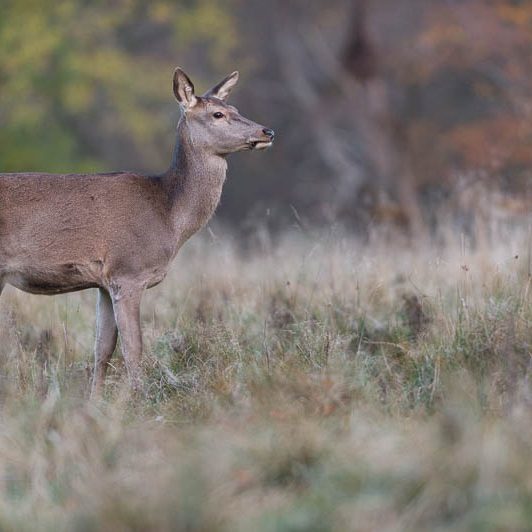 Jægerborg Dyrehave II (17) Jægerborg Dyrehave II - Cervidés du Danemark - Copenhague - Biche