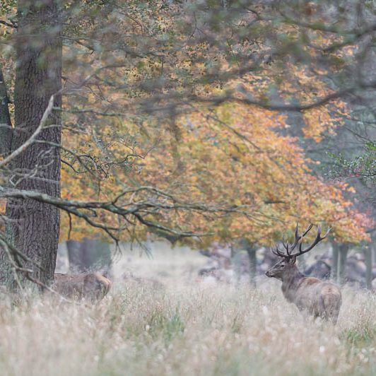 Jægerborg Dyrehave II (18) Jægerborg Dyrehave II - Cervidés du Danemark - Copenhague - Cerf