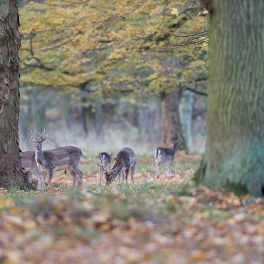 Jægerborg Dyrehave II (19) Jægerborg Dyrehave II - Cervidés du Danemark - Copenhague - Daim