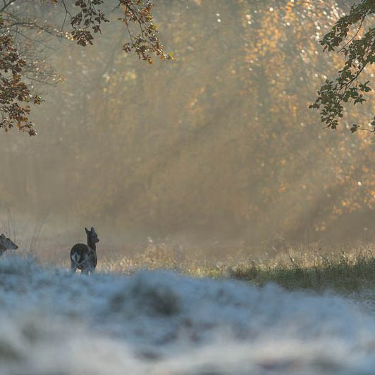 Jægerborg Dyrehave II (2) Jægerborg Dyrehave II - Cervidés du Danemark - Copenhague - Biche