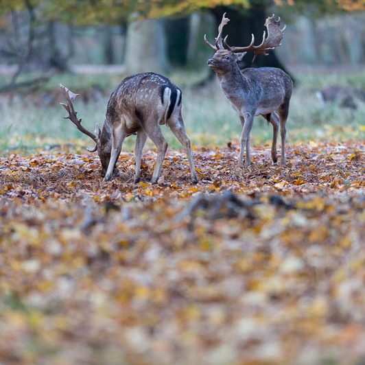 Jægerborg Dyrehave II (20) Jægerborg Dyrehave II - Cervidés du Danemark - Copenhague - Daim
