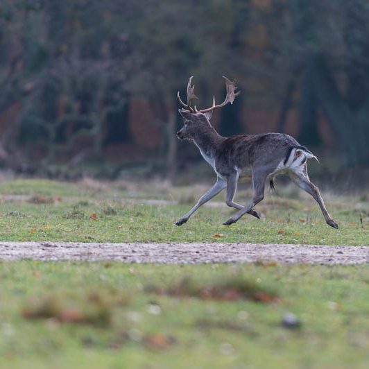 Jægerborg Dyrehave II (21) Jægerborg Dyrehave II - Cervidés du Danemark - Copenhague - Daim